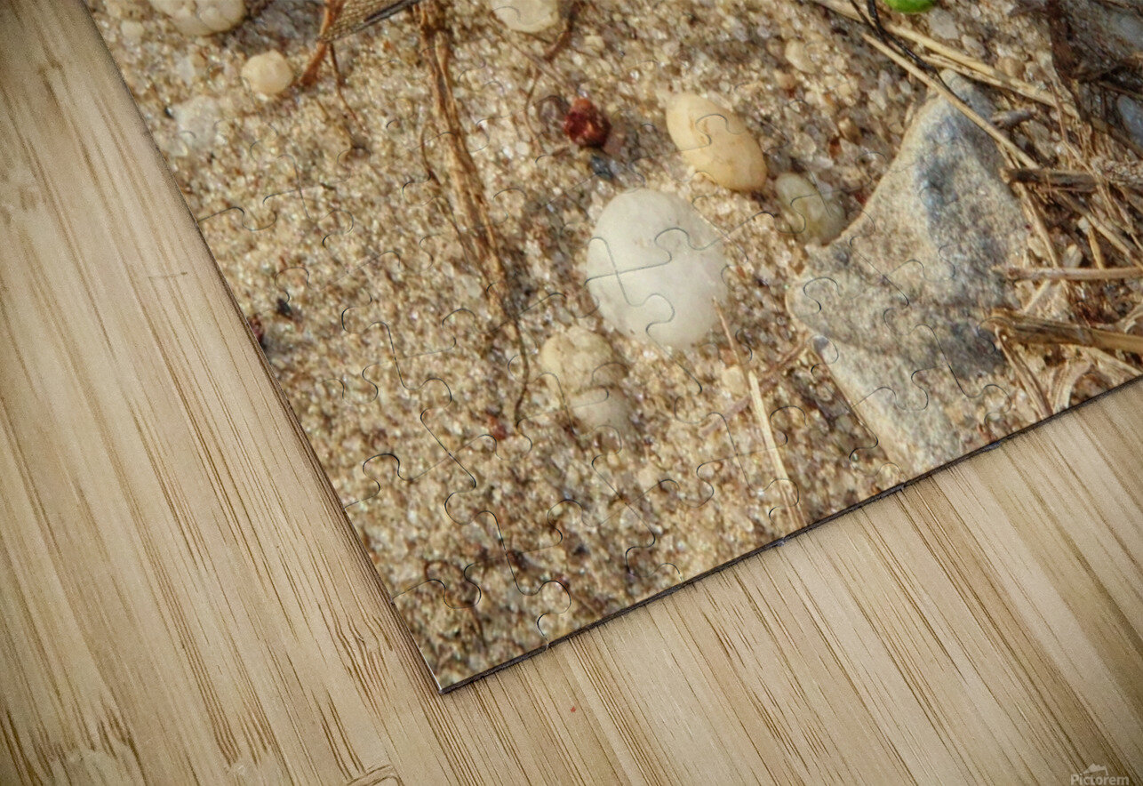 Eastern Pondhawk  Karen Silvestri Puzzle