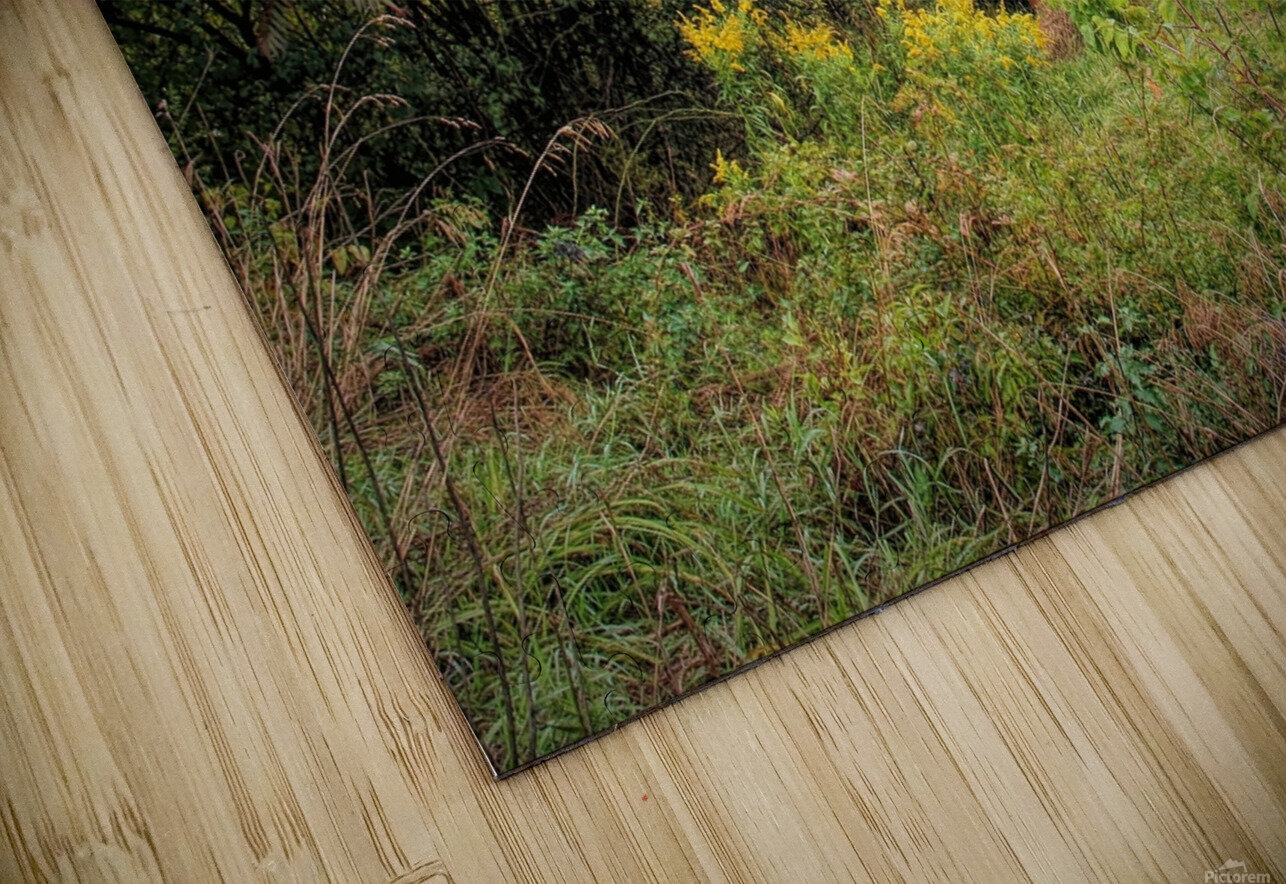 Forgotten Shed  Karen Silvestri Puzzle