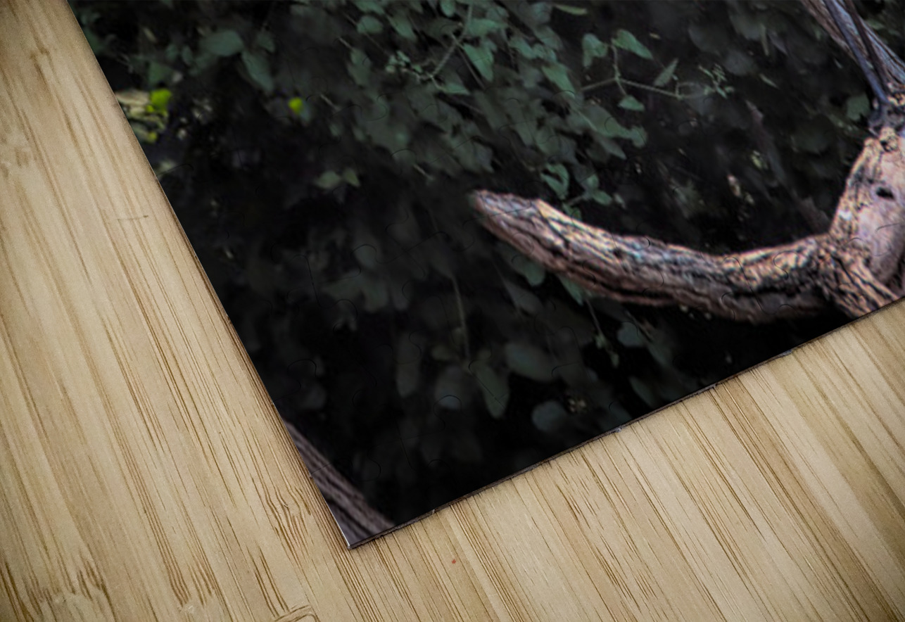 Great Blue Yawning Karen Silvestri Puzzle