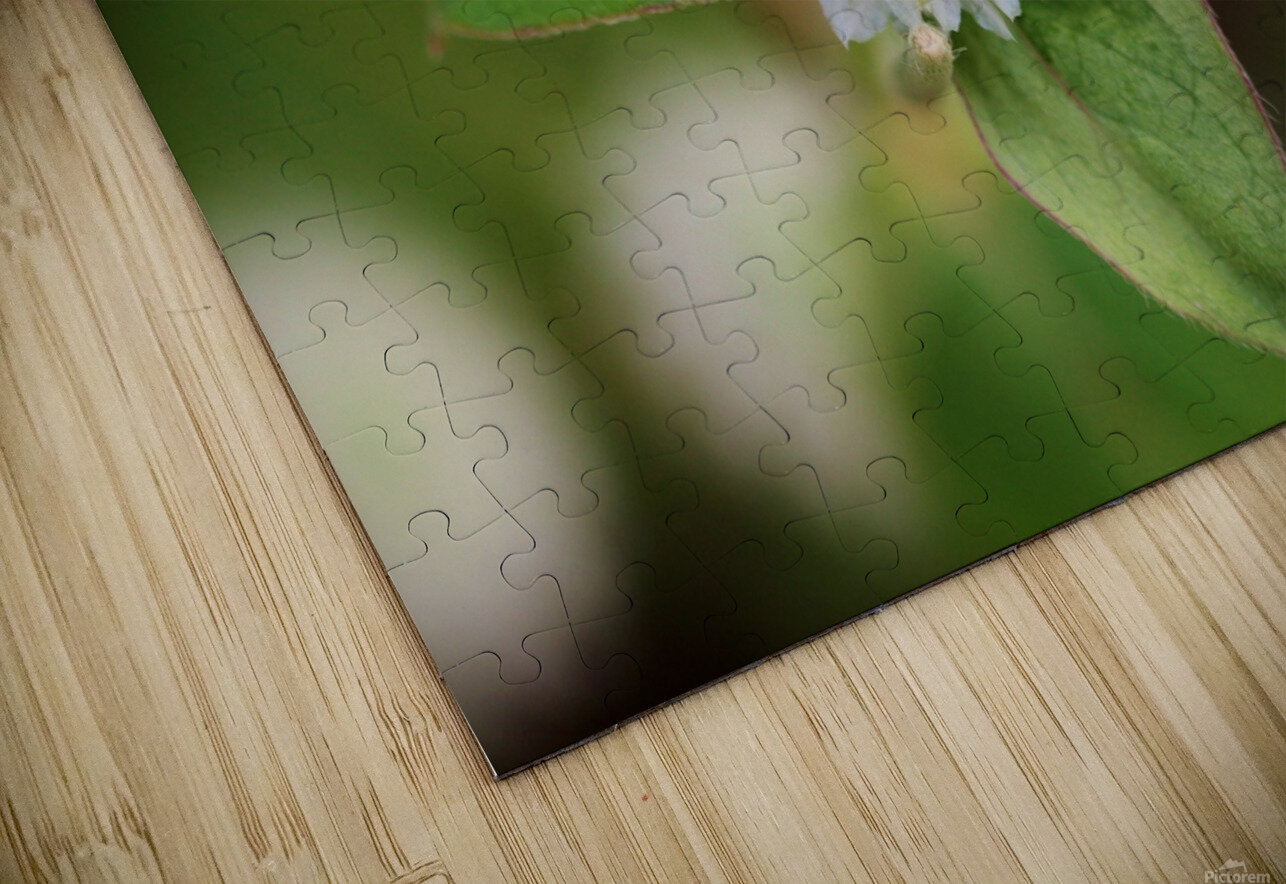 Cabbage White Butterfly On Globe Amaranth Karen Silvestri Puzzle