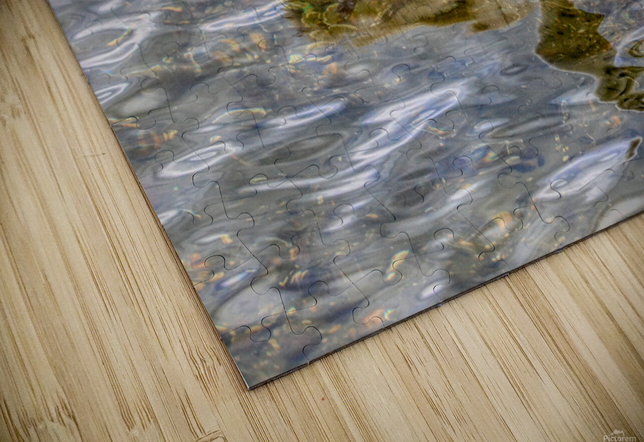 Cygnet On The Pond Karen Silvestri Puzzle