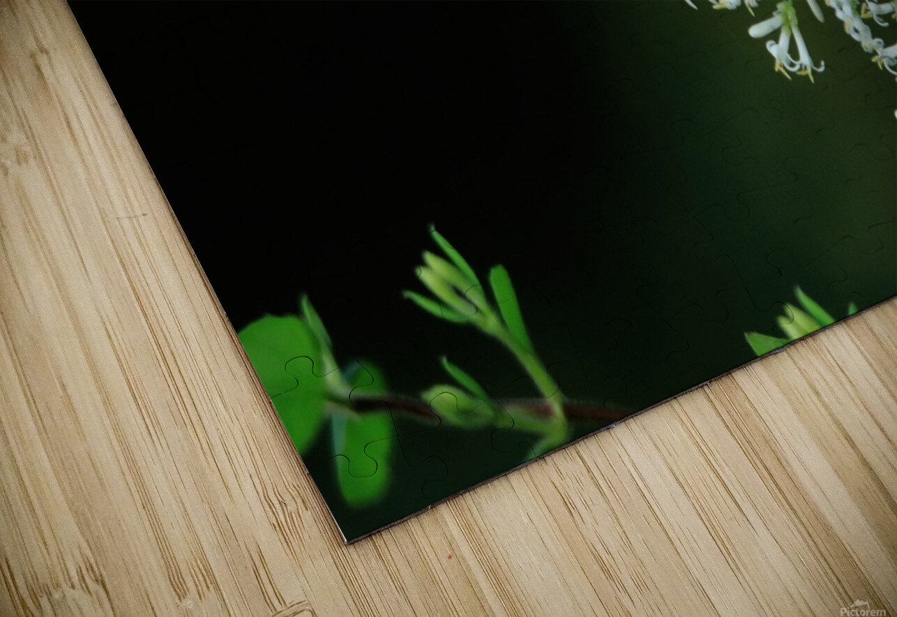 Cabbage White On A White Flower Karen Silvestri Puzzle