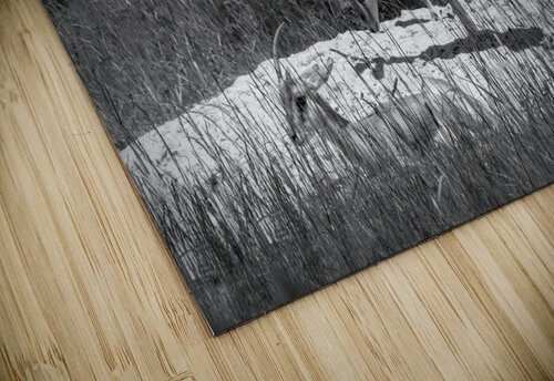 Slender Horned Gazelles In B&W Karen Silvestri puzzle