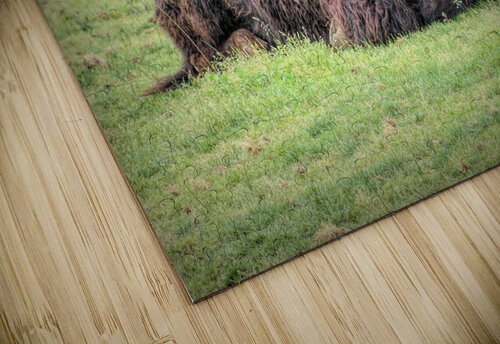 America Bison  Karen Silvestri puzzle