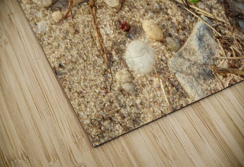 Eastern Pondhawk  Karen Silvestri puzzle