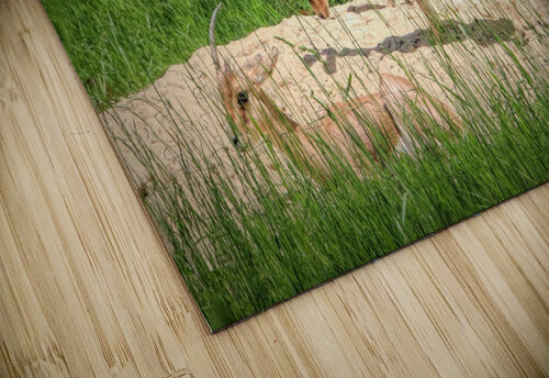 Slender Horn Gazelles Karen Silvestri puzzle