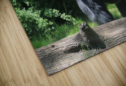 Silverback Gorilla Karen Silvestri puzzle