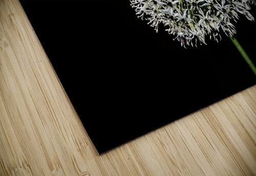 White Allium Karen Silvestri puzzle