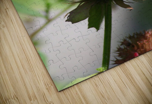 Buckeye Karen Silvestri puzzle