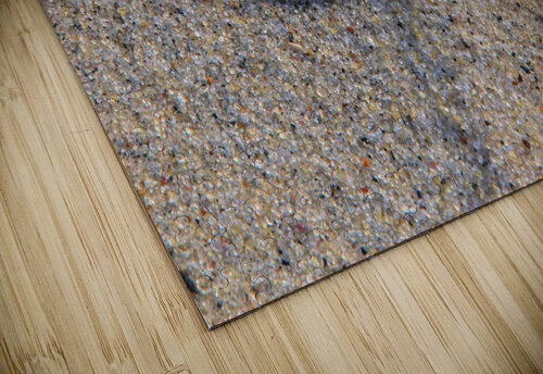 Solo Shell Karen Silvestri puzzle