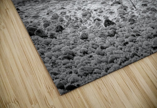 Black and White Sea Gull  Karen Silvestri puzzle