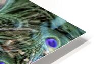 Peacock Underwater HD Metal print