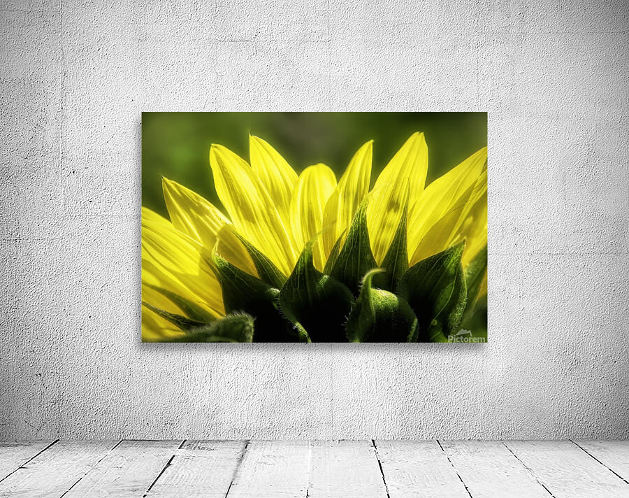 Beauty On The Back Wall Preview