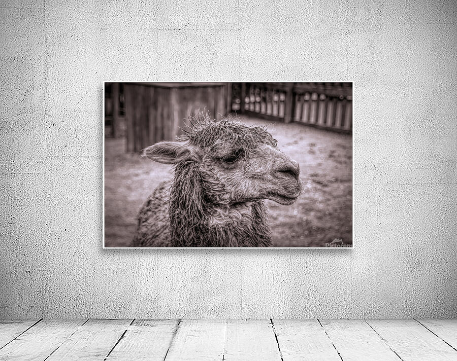 A Is For Alpaca Wall Preview