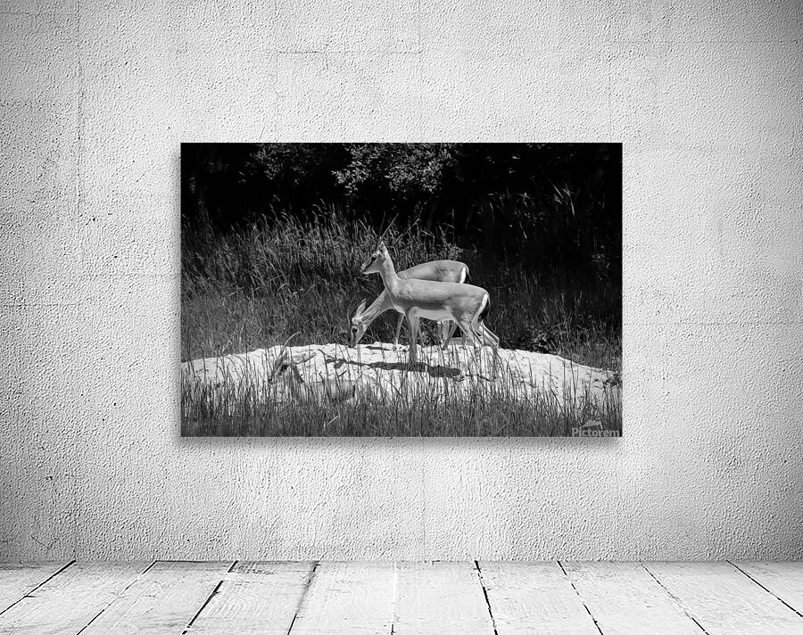 Slender Horned Gazelles In B&W Wall Preview