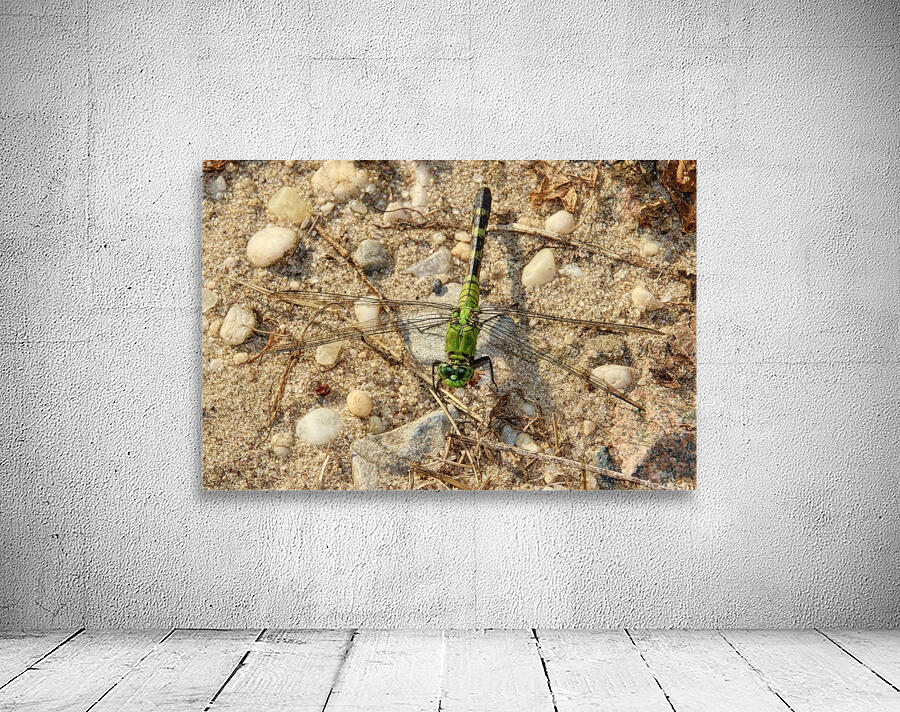 Eastern Pondhawk  Wall Preview