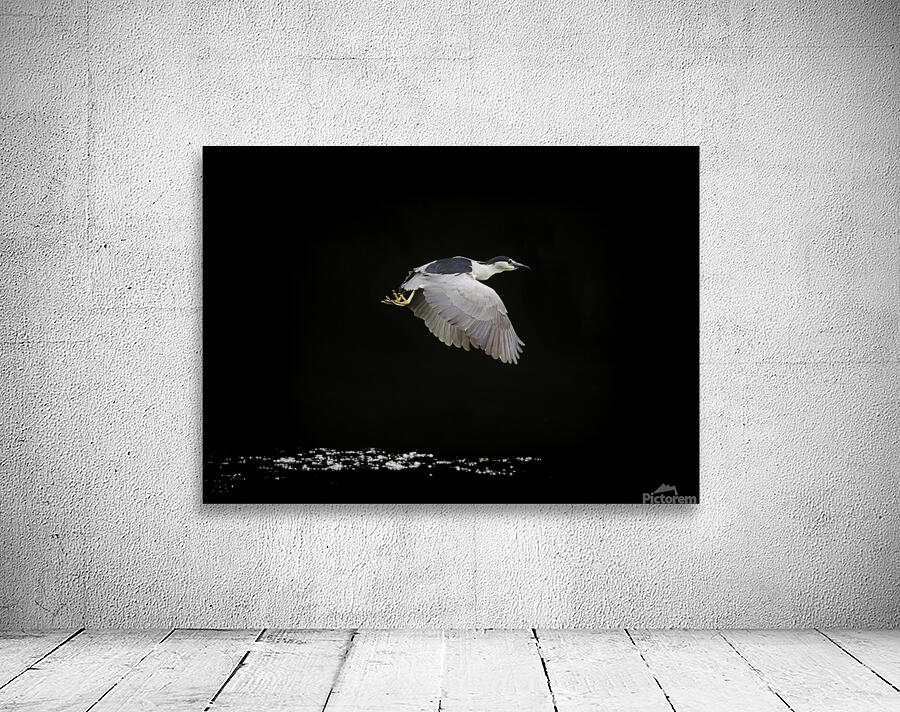 Black Crown Night Heron In Flight Wall Preview