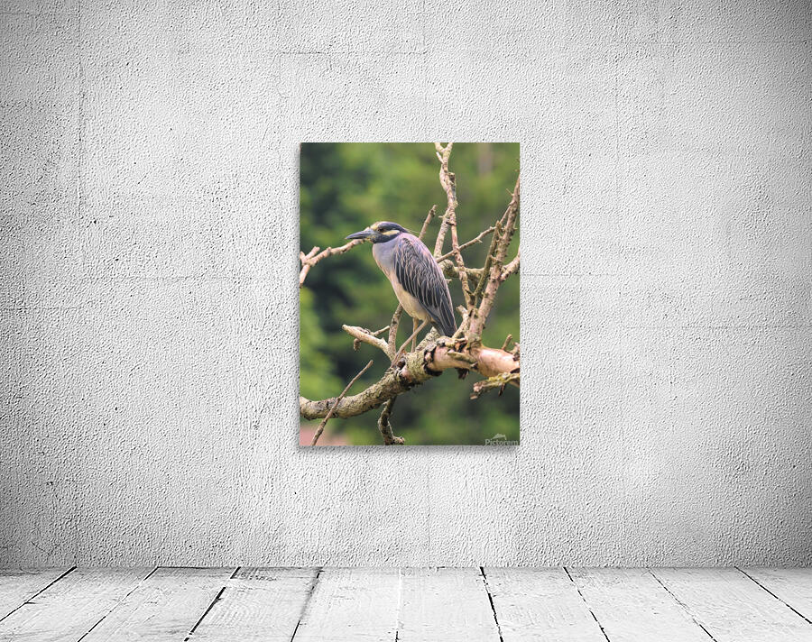 Studious Yellow Crown Wall Preview