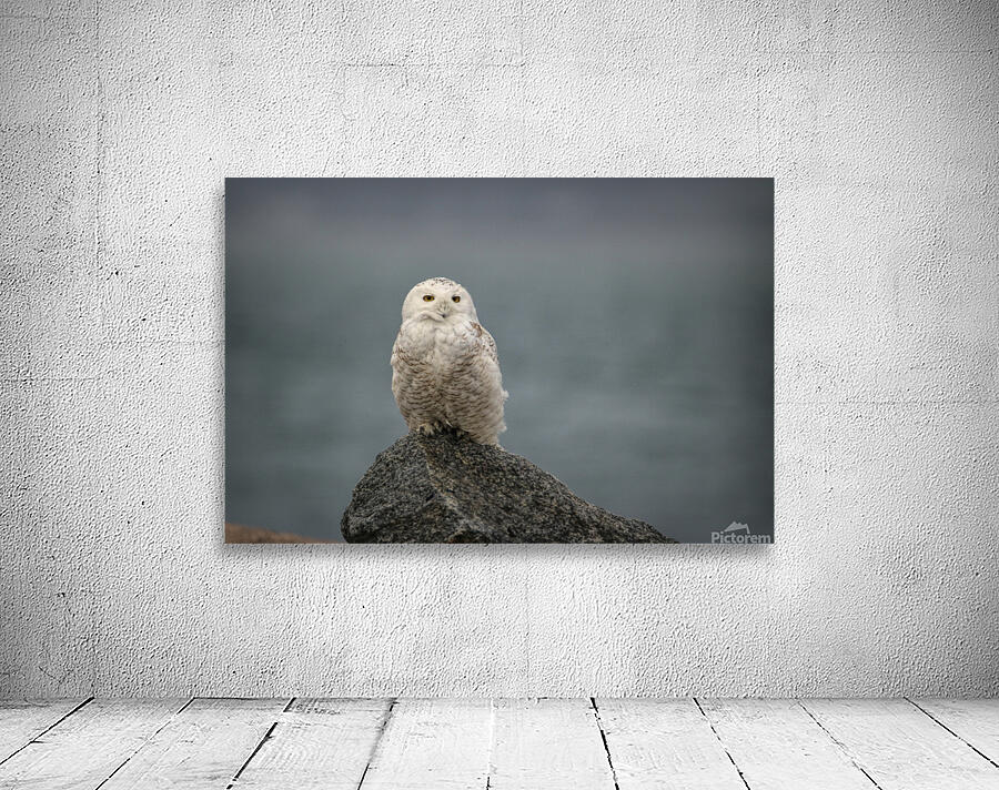 Fog and Snowy Wall Preview