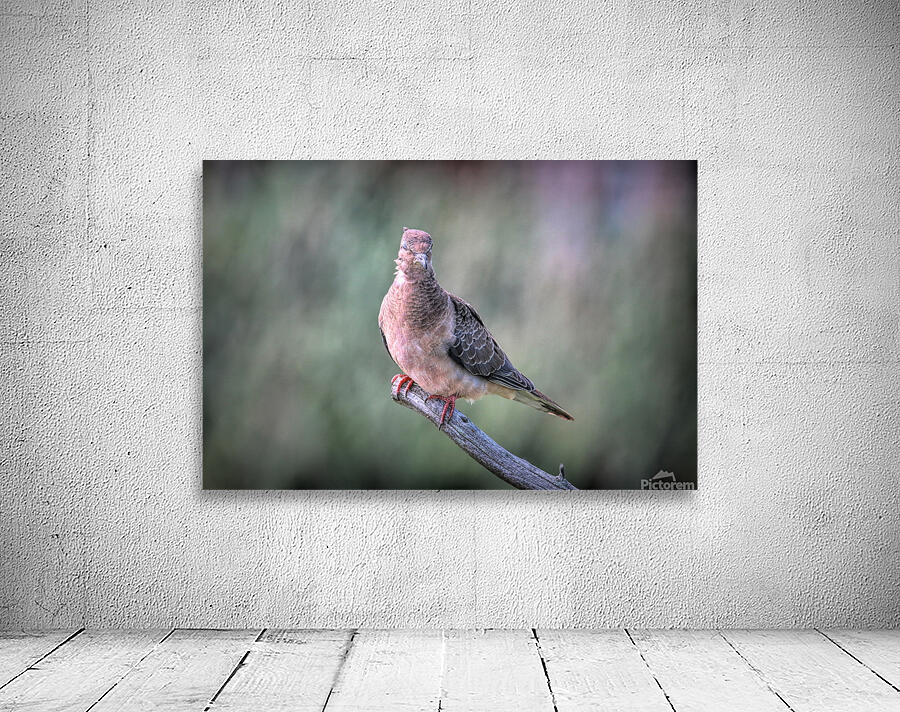 Sleeping With One Eye Open Wall Preview