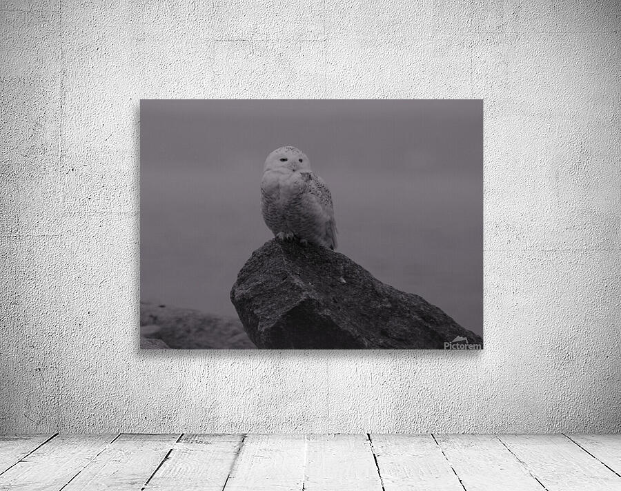 Snow In The Fog Wall Preview