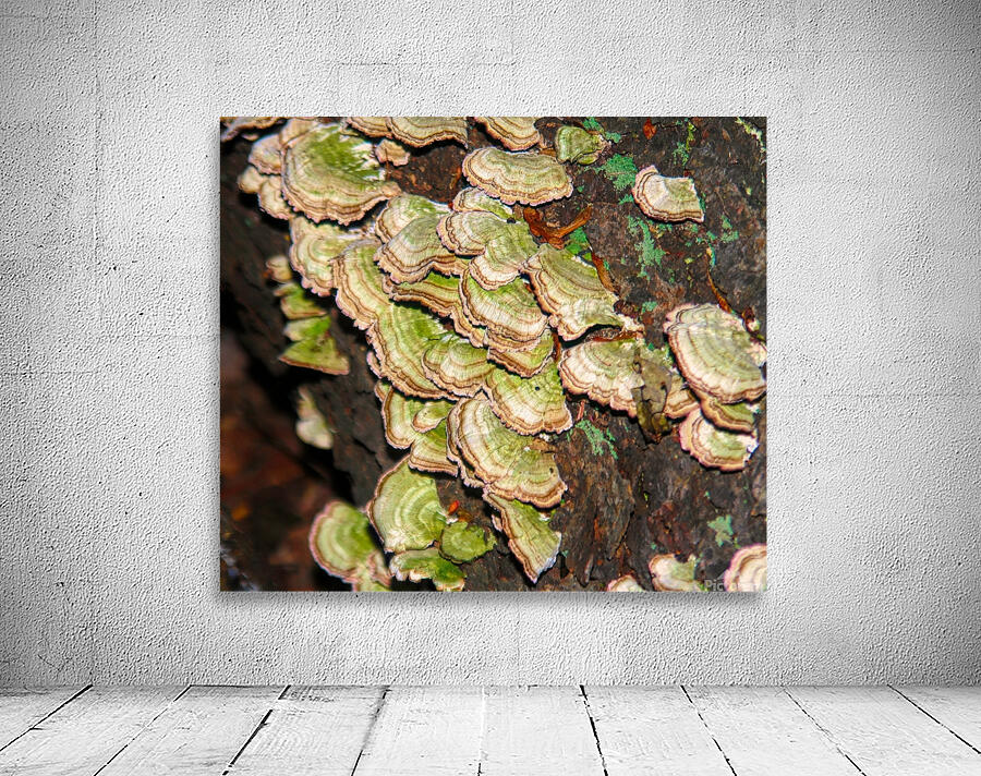 Green and White Turkey Tail  Wall Preview