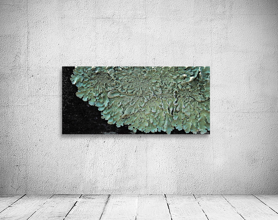 Lichen On Wood Wall Preview