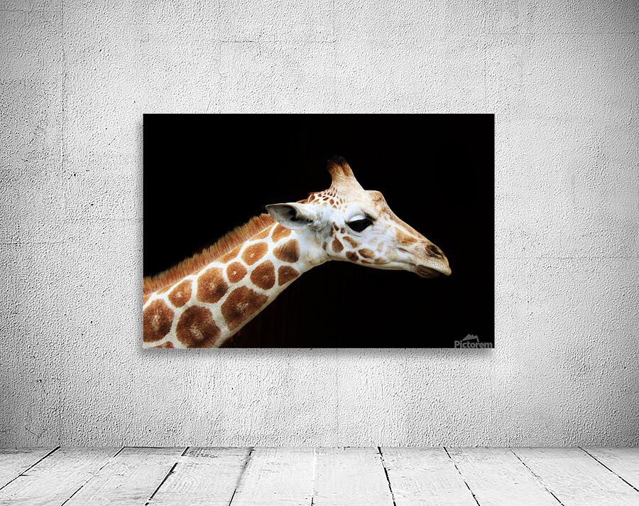Ollie Giraffe Wall Preview