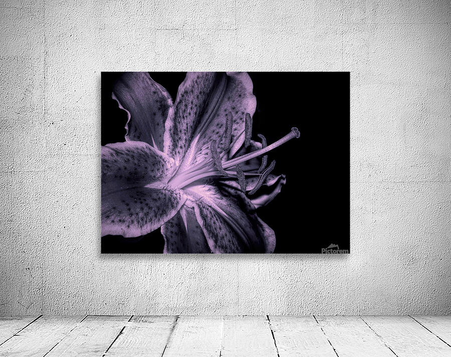 Black And White Stargazer Lily  Wall Preview