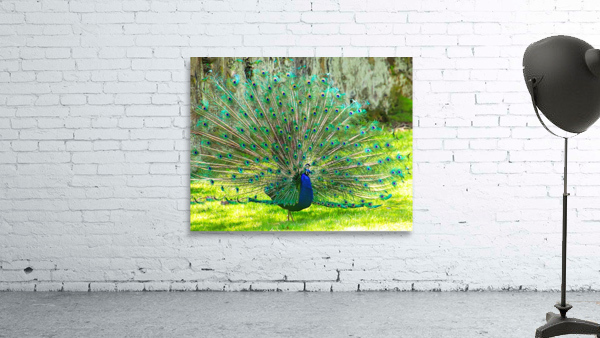 Brilliant Peacock Wall Preview