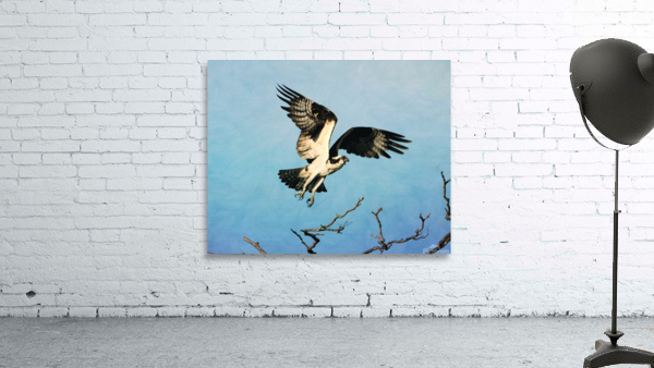 Osprey Taking Flight Wall Preview
