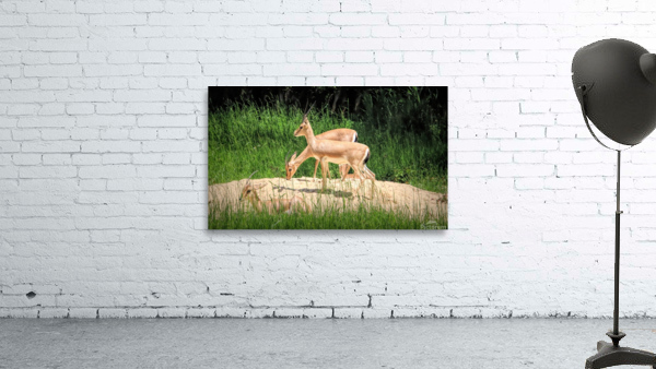 Slender Horn Gazelles Wall Preview