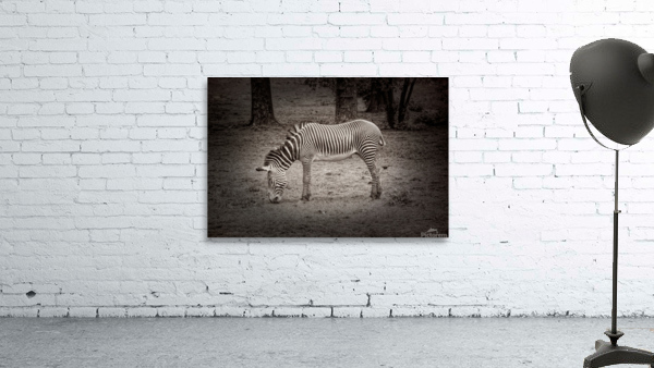 Sleeping While Standing In Black and White Wall Preview