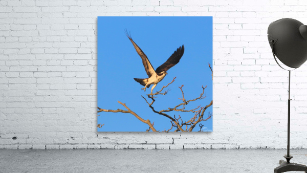 Osprey Takeoff Wall Preview