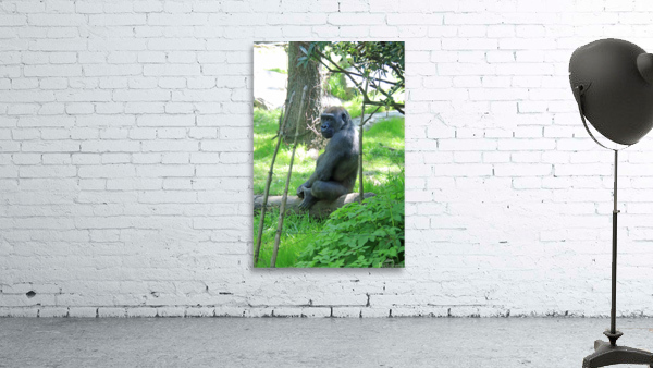  Western Lowland Gorilla Wall Preview