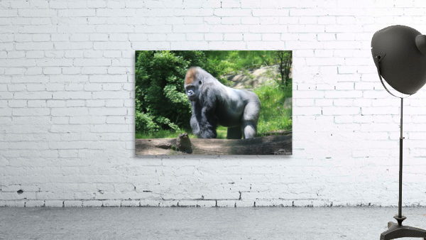 Silverback Gorilla Wall Preview