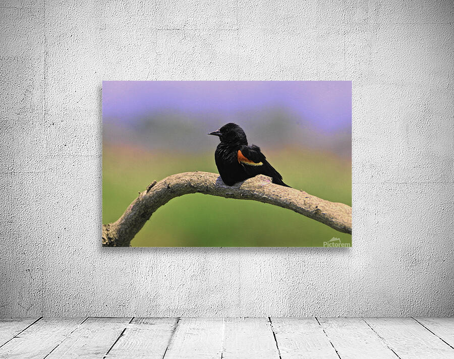 Perched Red Winged Blackbird Wall Preview