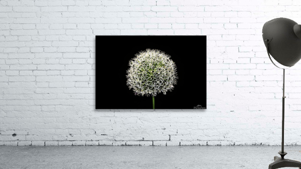 White Allium Wall Preview
