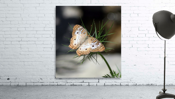 White Peacock Wall Preview