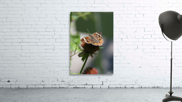 Buckeye Wall Preview