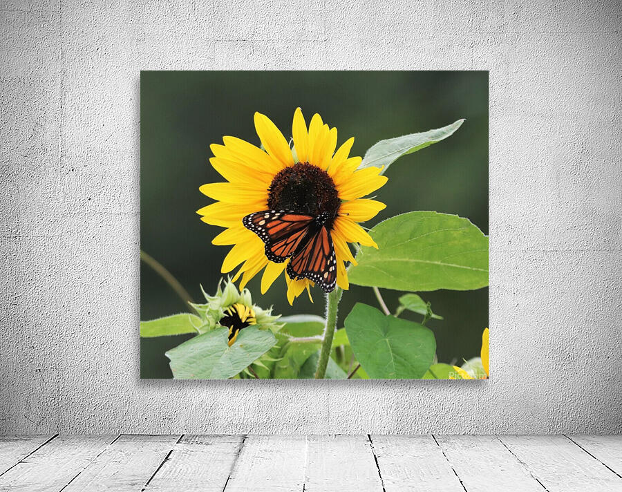 Summer Joy Wall Preview