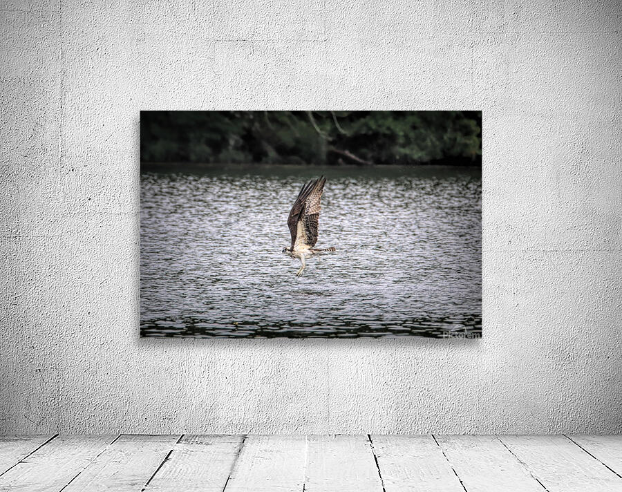 What Will The Osprey Catch Wall Preview