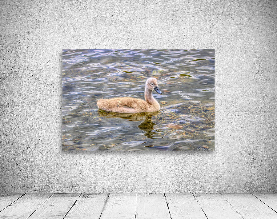 Cygnet On The Pond Wall Preview