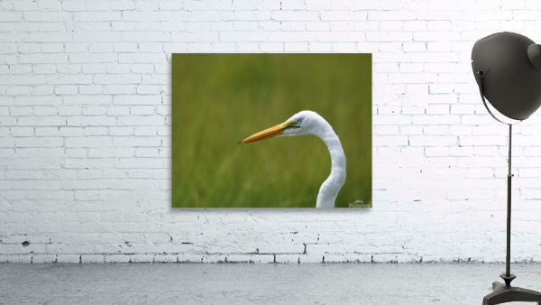 Great Egret Profile Wall Preview