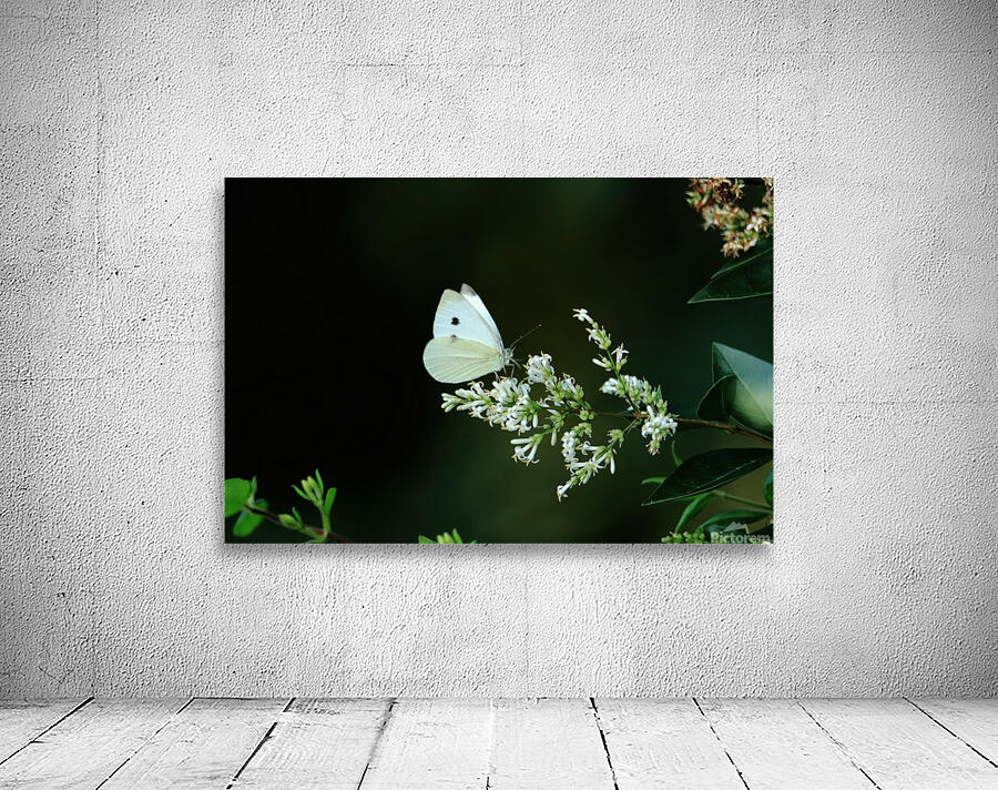 Cabbage White On A White Flower Wall Preview