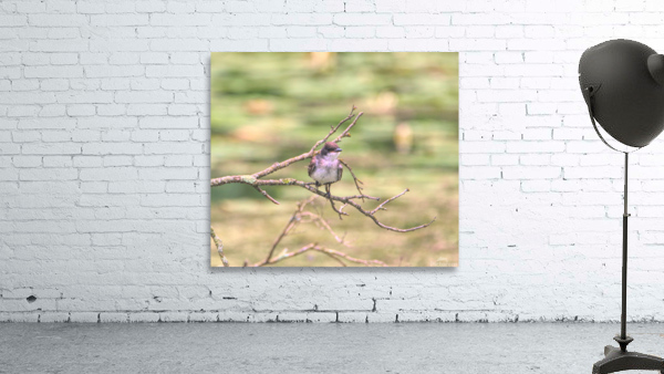 Eastern King Bird On A Branch Wall Preview