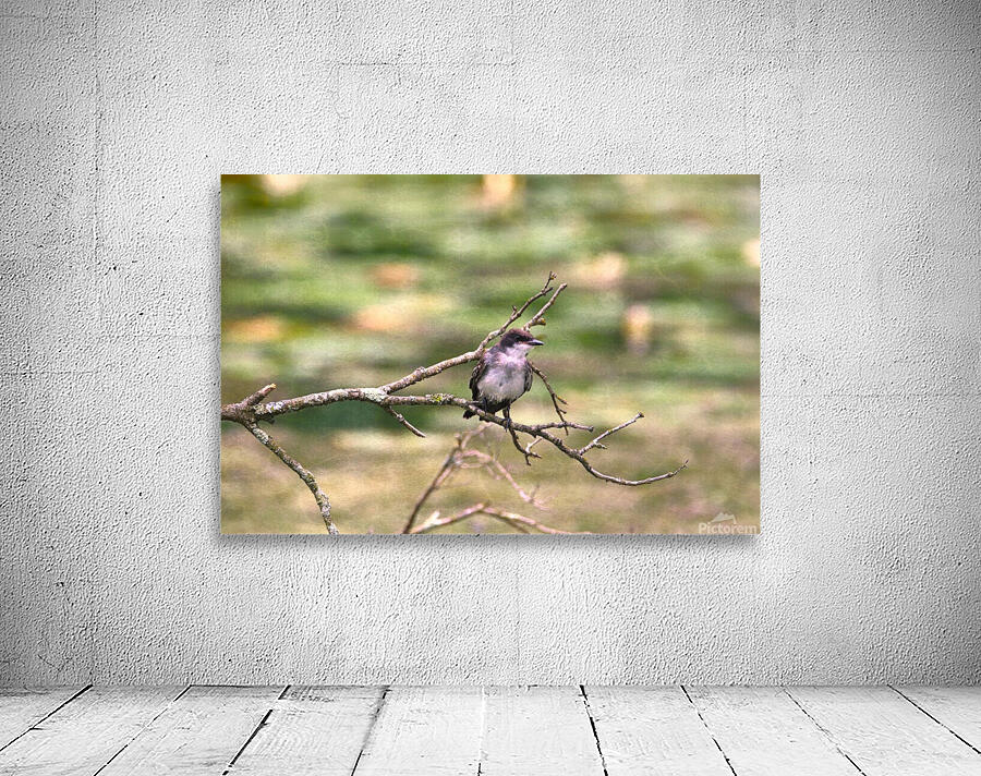 Peaceful Eastern King Bird Wall Preview