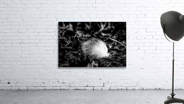 White Feather Wall Preview