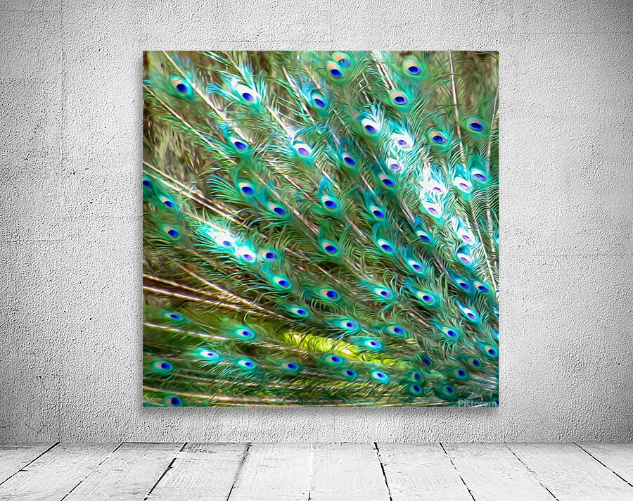 Peacock Feathers Wall Preview
