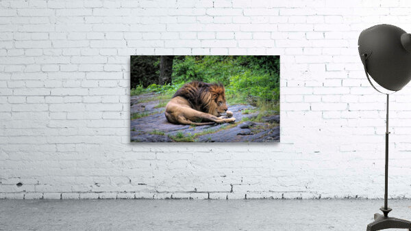 Will The Lion Sleep Tonight Wall Preview